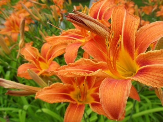 644166 (a): :2592x1944